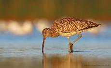 Grosser Brachvogel